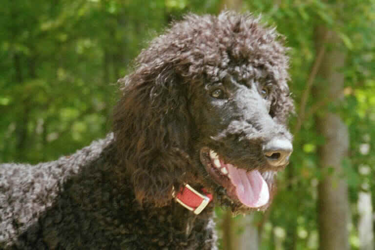 EPOXY POODLE